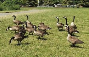 Goose droppings can carry pathogens which assist in the spread of diseases such as E.Coli, listeria, salmonella, and giardia. (Port City Daily photo/COURTESY DUSTIN AINSWORTH)