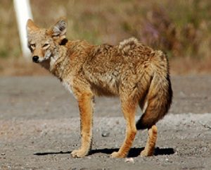 Coyotes grow to about the size of a medium sized dog, weighing between 25-40 lbs. and are typically dark gray to reddish brown in color. (Port City Daily photo/COURTESY NCWRC)
