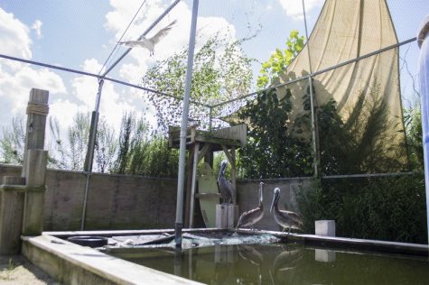 This pelican aviary was designed to resemble a dock or pier environment. (Port City Daily photo / JOHANNA FEREBEE)