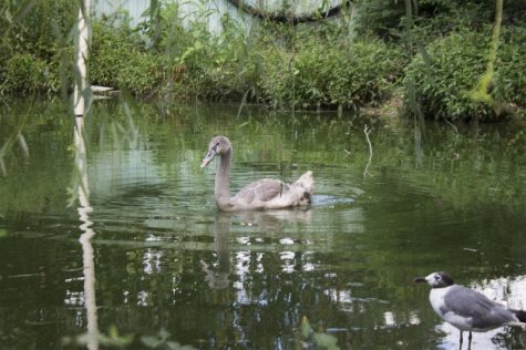 This cygnet, or adolescent swan, is recovering from an injured beak on the Mason-Wright's marsh enclosure. (Port City Daily photo / JOHANNA FEREBEE)