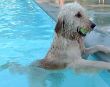 Four six days, Legion Stadium Pool will be open to dogs and dogs only. (Port City Daily photo / COURTESY CHRISTINE HENNESSEY)