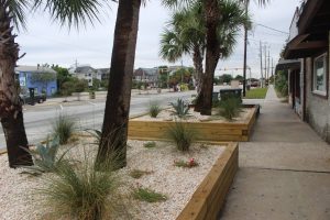 The exterior landscaping of the Shark Bar has been renovated to include agave plants and succulents (Port City Daily photo/MICHAEL PRAATS)