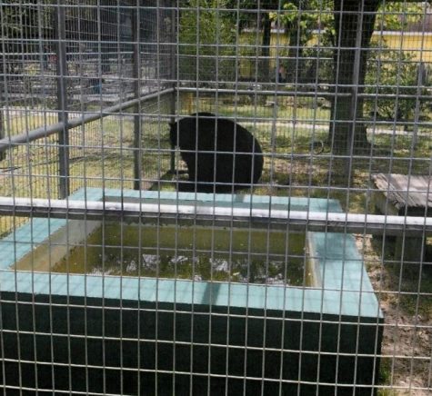 Ben, a grizzy-black bear hybrid, at Tregembo Park. (Port City Daily photo / COURTESY SUPERIOR COURT OF NEW HANOVER COUNTY)