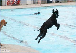 Dogs rule the pool next week. (Port City Daily photo / COURTESY CITY OF WILMINGTON)
