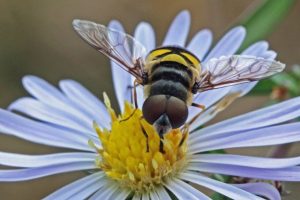An Eristalis flower fly. This photo was taken by Will Stuart, photographer for the Weird Native Plants book and a guest speaker at the third annual Native Plant Festival this weekend. 