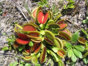 Venus flytraps, found only in this part of North Carolina. This photo was taken by Will Stuart, photographer for the 'Weird Native Plants' book and a guest speaker at the third annual Native Plant Festival this weekend.