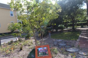 The Park currently located at the Cape Fear Museum has received renovations over the past few years, and residents voiced their concerns regarding the potential loss of green space (Port City Daily photo/MICHAEL PRAATS)