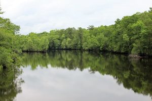 A portion of the Black River seen from Pender County. (Port City Daily photo/CORY MANNION)