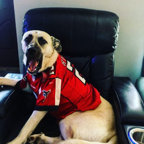 Evie the Falcon Fan in her favorite shirt. (Port City Daily photo)
