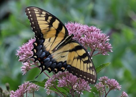 A female tiger swallowtail butterfly and Joe Pye weed, taken by Will Stuart, photographer for the Weird Native Plants book and a guest speaker at the third annual Native Plant Festival this weekend.
