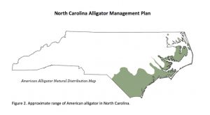 The American alligator is most common in coastal, southern North Carolina communities. (Courtesy of the North Carolina Wildlife Resources Commission)