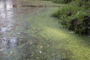 Harmful algal blooms and excess nutrients have been negatively impacting the overall health of the Greenfield Lake ecosystem for years. (Port City Daily photo / JOHANNA FEREBEE)
