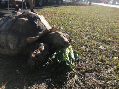 'Herman,' enjoying an afternoon snack of romaine lettuce. (Port City Daily photo / BENJAMIN SCHACHTMAN)
