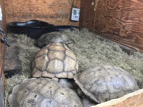 Randy Gallagher's African spurred tortoises, catching some shut-eye in the back of his van. (Port City Daily photo/ BENJAMIN SCHACHTMAN)