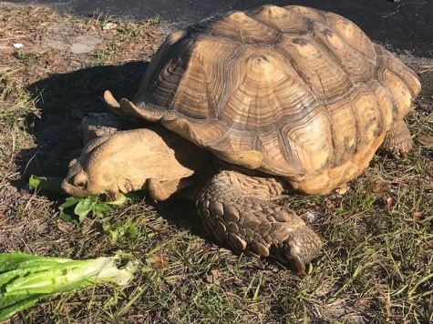 You can stop by and pet 'Herman,' wherever you see Randy Gallagher pulled over by the side of the road. (Port City Daily photo / BENJAMIN SCHACHTMAN)