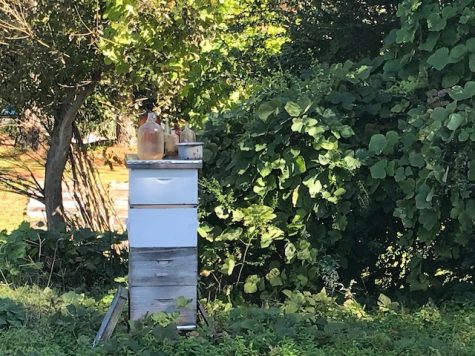 A single hive set-up provides the farm with a great deal of very popular honey. (Port City Daily photo / BENJAMIN SCHACHTMAN)