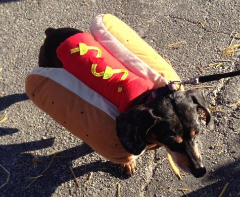 Wiener dog, wiener costume, at the Wilmington Dachshund Club's Oktoberfest Weiner Race and costume contest. (Port City Daily / COURTESY WILMINGTON DACHSHUND CLUB)