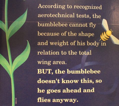 Through an inexplicable loophole in the laws of aerodynamics, the Bumblebee can fly, even though it really shouldn't be able to. (Port City Daily photo / BENJAMIN SCHACHTMAN)