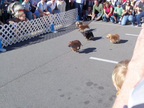 Wiener dogs lined up and ready to race at the Wilmington Dachshund Club's Oktoberfest Weiner Race and costume contest. (Port City Daily / COURTESY WILMINGTON DACHSHUND CLUB)
