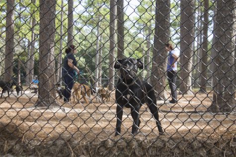 The dog park at Hugh MacRae is mostly sand and often gets crowded in the afternoon. (Port City Daily / photo JOHANNA FEREBEE)