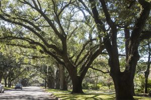 Large oak trees like these adorn Dale Sutton's property in New Hanover County, but now he might have to remove several of the since the county did not grant him a variance for construction (Port City Daily photo/ JOHANNA FEREBEE)