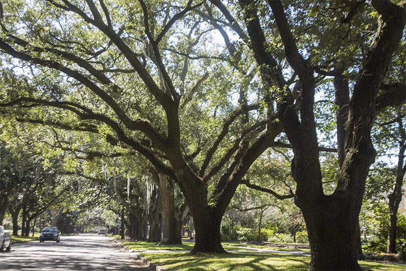 Large oak trees like these adorn Dale Sutton's property in New Hanover County, but now he might have to remove several of the since the county did not grant him a variance for construction (Port City Daily photo/ JOHANNA FEREBEE)