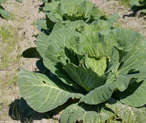 Red Beard Farms is going all out on vegetables this year, including collards. (Port City Daily photo / COURTESY RED BEARD FARMS)