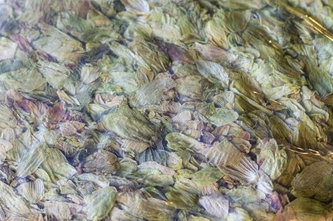 A close-up of hops vacuum sealed in one of Papa's Hops' packaged 2017 crop, the Canadian Red Vine. (Port City Daily photo / JOHANNA FEREBEE)