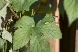 Even Wrightsville Beach Brewery is trying to grow a few strains of hops in its beer garden. (Port City Daily photo / JOHANNA FEREBEE)