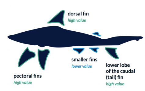 Shark fins are particularly valuable in Asian markets. (Courtesy of Oceana)