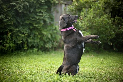 Ava Werstlein, co-founder of Rescue Connect, says animal shelters in the Cape Fear Region see a spike of animals in the shelters after Christmas and encourages people to wait to adopt until after the holidays have passed. (Port City Daily photo / COURTESY MICHAEL CLINE)