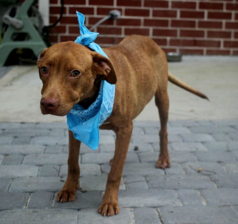 Two men are being charged with felony and misdemeanor animal cruelty after their Tennessee Hound had to be euthanized due to injuries. (Port City Daily photo/Courtesy of NHSO)