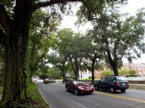 Oak trees on Market Street. (Port City Daily photo/ Ben Brown)
