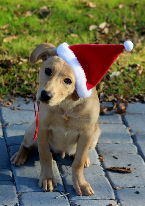 Axel, a yellow Labrador puppy, was beaten to death on Christmas Day. He has become the inspiration for a quickly growing group that is asking for tougher laws against animal cruelty. (Port City Daily photo | COURTESY NEW HANOVER COUNTY SHERIFF'S OFFICE)