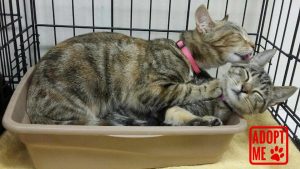 petz-Pebbles and Piper