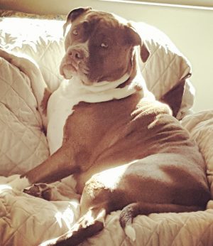 pets-lucy