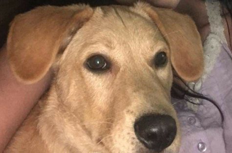 Axek and owner Tammy Croom. Axel was beaten to death on Christmas Day. Leland resident Christopher Anthony Simpson is charged with the killing. (Port City Daily photo | COURTESY TAMMY CROOM)