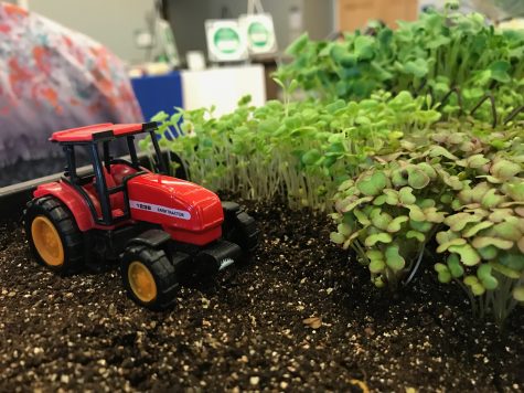 The Wilmington Farmers Market will allow small farms to sell directly to consumers. (Not this small, of course, but smaller family run farms.) (Port City Daily photo | BENJAMIN SCHACHTMAN)