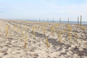 Beach grass planted along Freeman Park by private landowners (Port City Daily photo/JOHANNA FEREBEE)