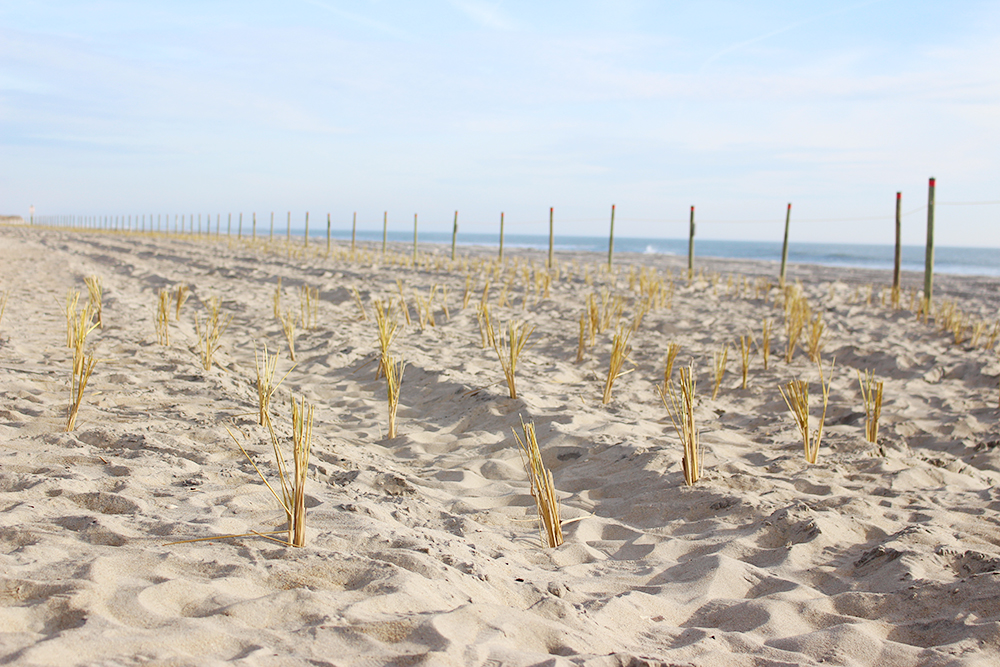 Beach grass planted along Freeman Park by private landowners (Port City Daily photo/JOHANNA FEREBEE)