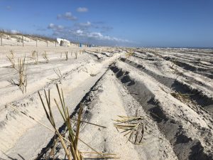 Sea oats that were planted at Freeman Park have already been run over after fencing was removed Wednesday (Port City Daily photo/MICHAEL PRAATS)