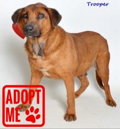 pets trooper