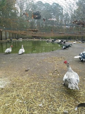 The birds were forced to live without any shelter from the elements (Port City Daily photo/COURTESY SKYWATCH)