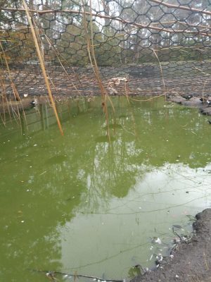 The water where the birds were expected to bathe and drink from when Skywatch rescued the birds (Port City Daily photo/COURTESY SKYWATCH)