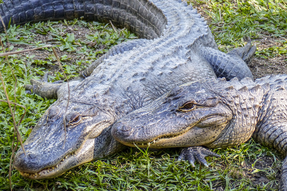 Alligator hunting was legalized in North Carolina for the first time since 1965. (Port City Daily /FILE PHOTO)
