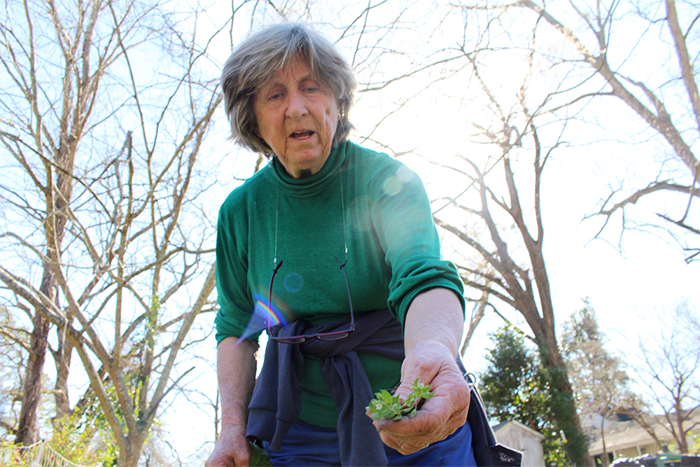 Margaret Shelton grows nearly 1,000 different plant species on land her family has owned since the 1800s. (Port City Daily photo /JOHANNA FEREBEE)