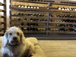 Amy Silar's dog will keep her company at Soif de Vin, Monkey Junction's newest wine shop opening Friday (Port City Daily photo/MICHAEL PRAATS)