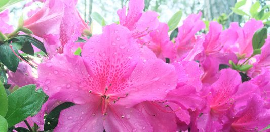 There are dozens of events sponsored by the 2018 North Carolina Azalea Festival happening this week. (Port City Daily photo /JOHANNA FEREBEE)