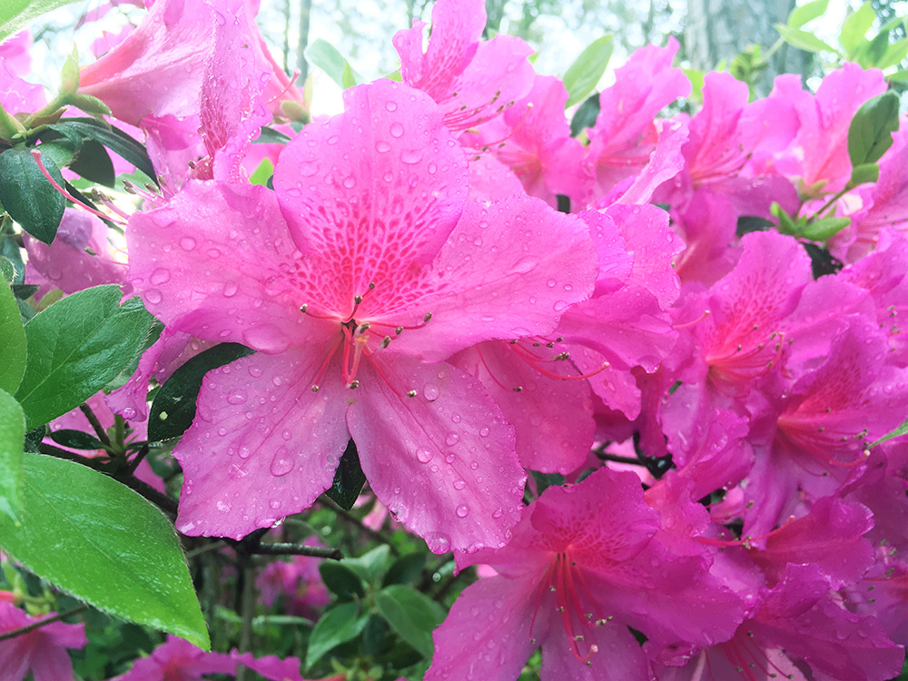 There are dozens of events sponsored by the 2018 North Carolina Azalea Festival happening this week. (Port City Daily photo /JOHANNA FEREBEE)