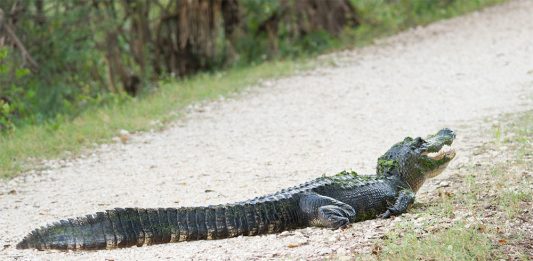 Lake Waccamaw has declared its intent to participate in a limited hunting season of the American alligator. (Port City Daily photo /COURTESY N.C. WILDLIFE RESOURCES COMMISSION)